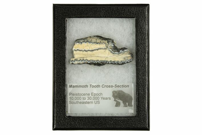 Mammoth Molar Slice With Case - South Carolina #335371